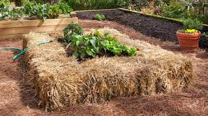 straw bale gardening tips