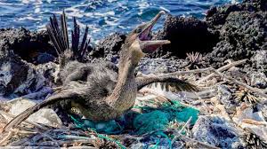 Encounter incredible wildlife while hiking, snorkeling, and kayaking. There S No Planet B Conservation Efforts Manage Rising Tourism In Galapagos Islands Abc News