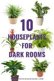 Easy House Plants Indoor Plants Low
