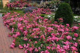 flower carpet roses homestead gardens
