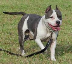 Scroll down this very long page. American Staffordshire Terrier Breeders Texas Staffordshire Terrier American Staffordshire American Staffordshire Terrier