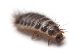 Inside homes, these fuzzy bugs are often found. How To Get Rid Of Carpet Beetles Pestxpert Pestxpert Nz