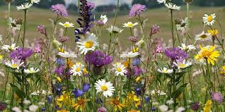 Wildflowers For Birds Bees