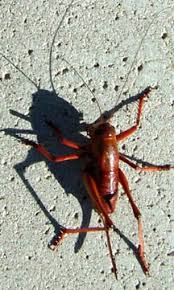 Mormon Cricket or close relative - What's That Bug?