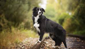 border collie dog breed information