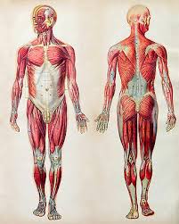 Vintage Human Muscular System Anatomy Medical Chart Real