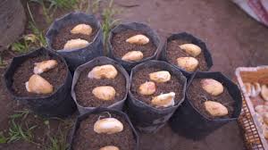 Berikut ini adalah beberapa manfaat yang manfaat biji durian yang dapat digunakan adalah untuk keripik. How To Grow Durian From Seed Cara Menyemai Biji Durian Agar Cepat Tumbuh Kok Ka Lai Youtube