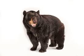 American Black Bear National Geographic