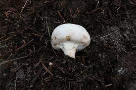 how to use mushroom soil to amend your