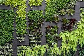 Wall Planters At Home Feasibility And