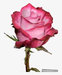 Image result for images of rose hd