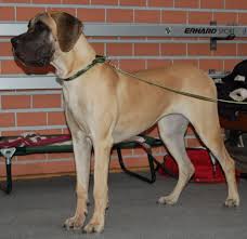Basically, great danes need as many calories per day as humans do. Great Dane Wikipedia