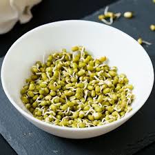 mung bean sprouts how to sprout mung