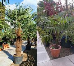 Chusan Palm Trees For Uk