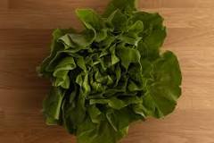 When should you throw out lettuce?