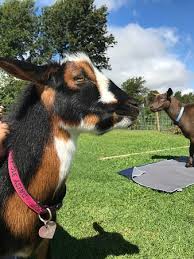 maui goat yoga picture of maui goat