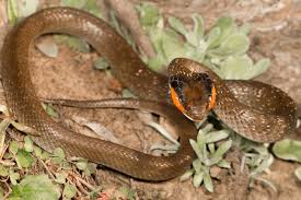 Identifying Venomous Snakes How Hard Can It Be Africa