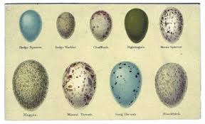 Egg Identification Chart The Hive Vintage Birds
