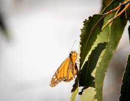 how to help the monarch erflies