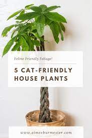 5 Safe Houseplants For Cats Aimee