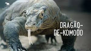 Самые новые твиты от um dragão de komodo (@qwala): Dragao De Komodo Jardim Zoologico