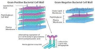 lysing enzymes