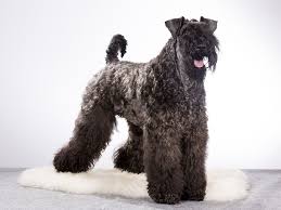 The cost to buy a kerry blue terrier varies greatly and depends on many factors such as the breeders' location, reputation, litter size, lineage of the puppy, breed popularity (supply and demand), training, socialization efforts, breed lines and much more. Kerry Blue Terrier Dog Breed Info Pictures Traits Facts Doggie Designer