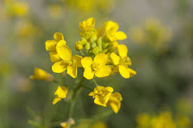 Wild Mustard Poisoning In Horses Symptoms Causes