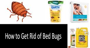 bed bugs with s foggers