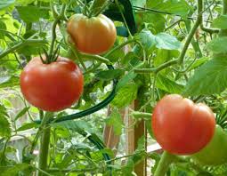 Споделям моят опит за отглеждане на домати. Kak Pravilno Da Zasazhdate Domati Na Otkrito Zasazhdane Na Domati V Otkrit Teren Primeri Za Snimki