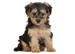 Boxers, german shepherds and golden retrievers from time to time. 1 Yorkiepoo Puppies For Sale By Uptown Puppies