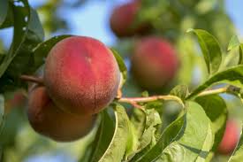 Peach Trees Planting Growing And Harvesting Peaches The