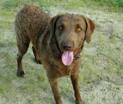 The cost to buy a chesapeake bay retriever varies greatly and depends on many factors such as the breeders' location, reputation, litter size, lineage of the puppy, breed popularity (supply and demand), training, socialization efforts, breed lines and much more. Chesapeake Bay Retriever Relief Rescue Cbr Dog Adoptions