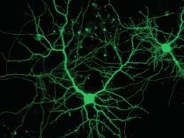 Una molécula regula la distribución de las neuronas inhibidoras en el  cerebro