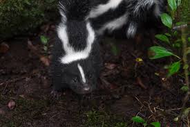 keep skunks away from your house