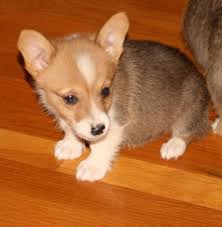 Get a boxer, husky, german shepherd, pug, and more on kijiji, canada's #1 local classifieds. Pembroke Welsh Corgi Puppies For Sale Colorado Springs Co 101780