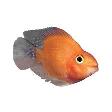 Many fish cannot close their mouths! Blood Red Parrot Cichlid Fish Goldfish Betta More Petsmart