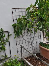 southern california trees for espalier