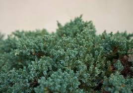 This plant needs full sun and open space. The Dwarf Japanese Garden Juniper Juniperus Procumbens Nana Care Guide Bigboyplants