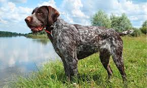 pointer dog breed complete guide a z