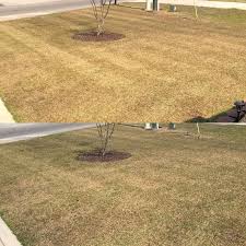 If your lawn is comprised of zoysia or bermudagrass, the process begins with thoroughly raking out the browned or dead grass area created by pet urine. Scalping Centipede The Lawn Forum