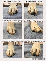 dog mani pedi program at milton manor