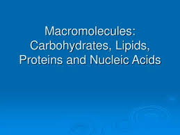 carbohydrates lipids proteins and
