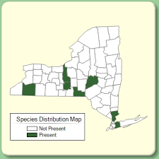 Veronica filiformis - Species Page - NYFA: New York Flora Atlas