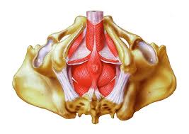 pelvic floor physio for males ascent