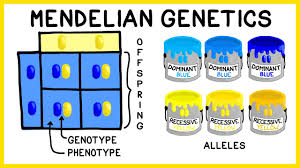 mendelian genetics genotypes