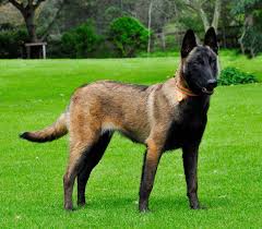 These dogs are fast, agile, and extremely athletic. Malinois Guardian Of The White House Dinoanimals Com