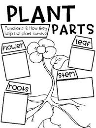 Plant Parts And Functions Anchor Chart