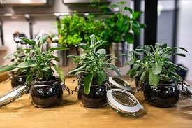 Green Plants In Glass Jars