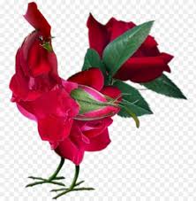 rose flowers png transpa